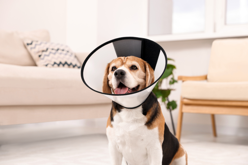 The Importance of Spaying and Neutering: How it Can Affect Dog Behavior