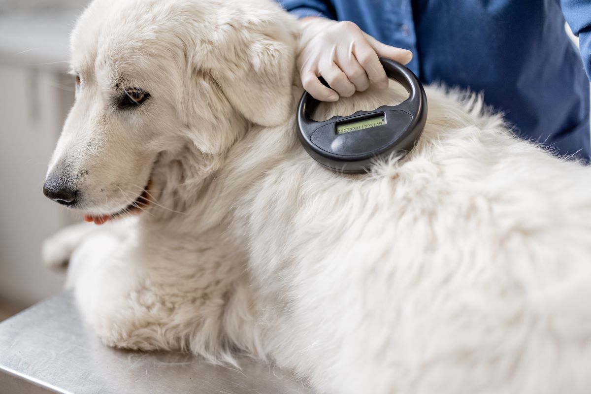 Microchipping Your Pet: A Comprehensive Guide to Pet Microchip