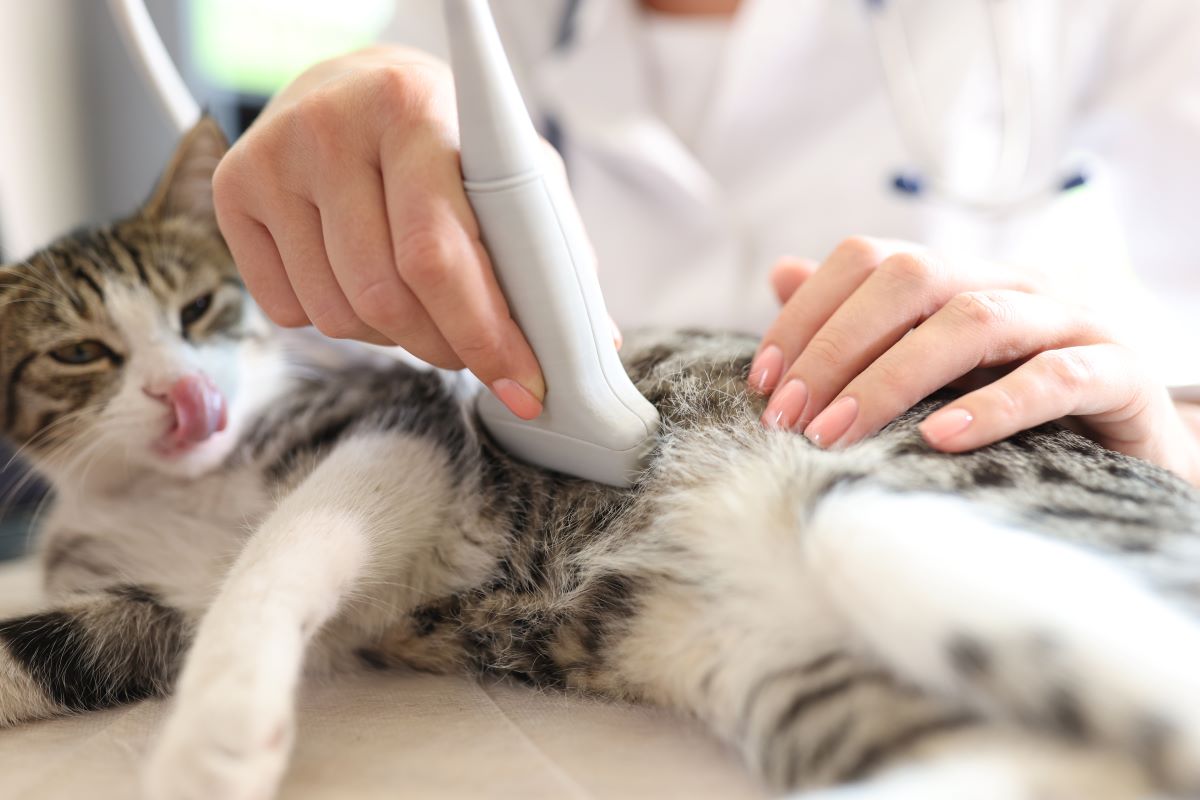 Can A Pet Ultrasound Detect Cancer in Pets A Guide for Owners