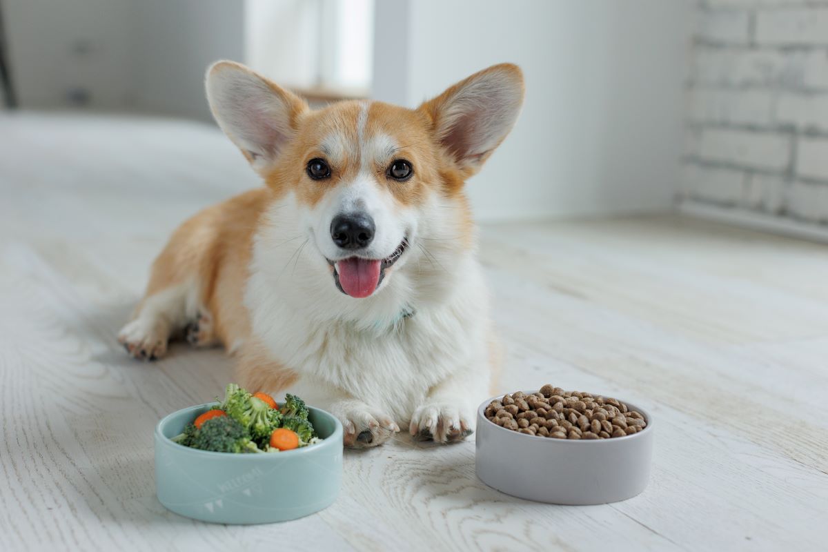 Dog Nutrition Counseling for Weight Management Helping Your Dog Slim Down