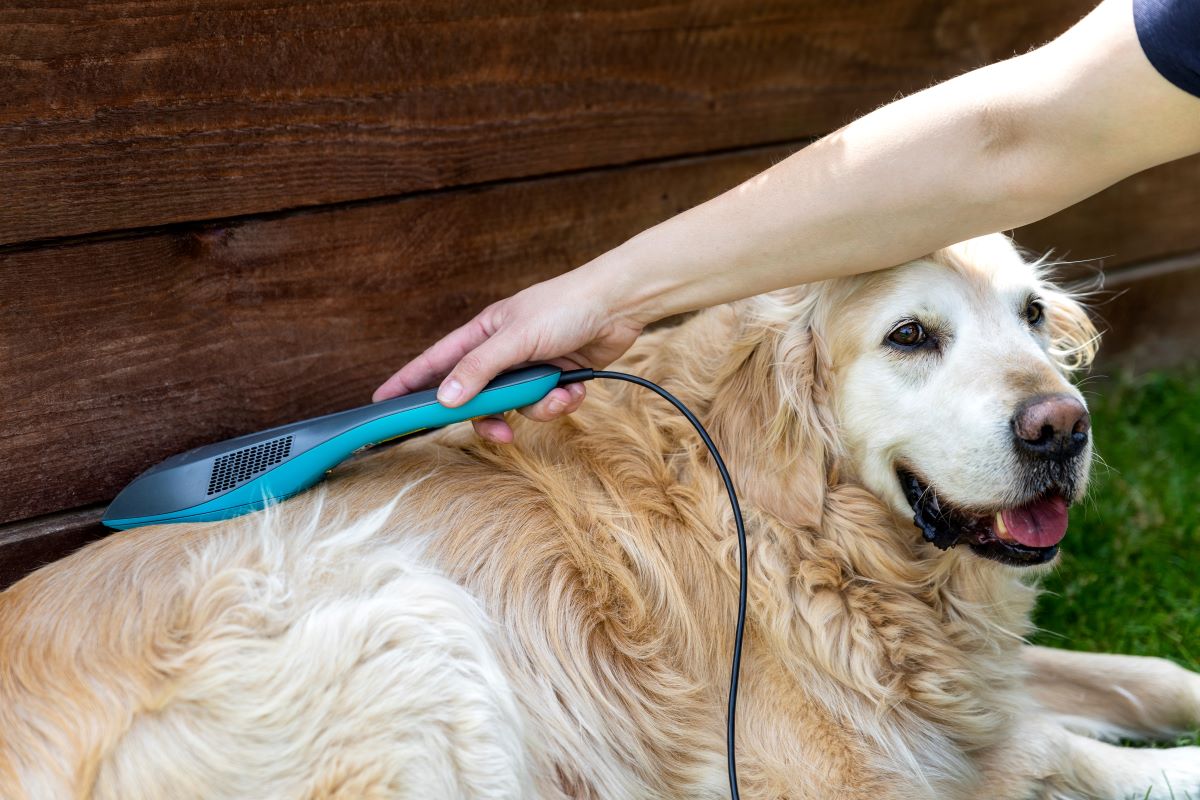 Exploring Pet Laser Therapy for Pain Relief in Dogs with Hip Dysplasia