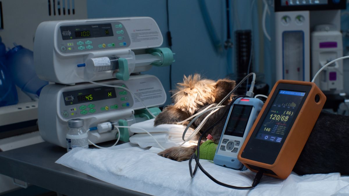 Arrhythmia in Dogs and Cats How a Veterinary ECG Can Help