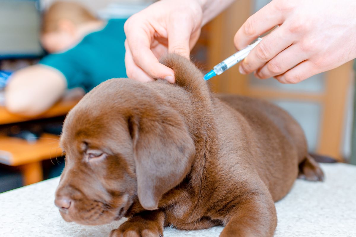 Dog Flu Season Should Your Dog Get the Canine Influenza Vaccine