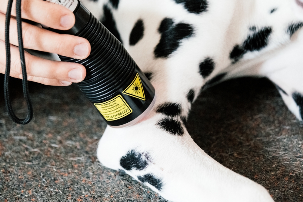 What is Laser Therapy for Dogs?